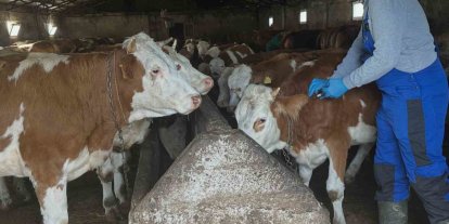 Aydıntepe’de şap aşılama çalışmaları Günbuldu ve Kavlatan’da yapıldı