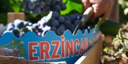 Cimin Üzümü’nde hasat yoğunlaştı, fiyat 75 liraya geriledi