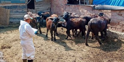 Çay’da sonbahar aşılama kampanyası sürüyor
