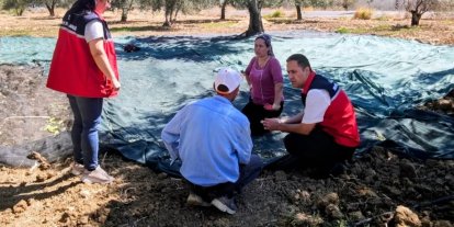 Gömeç te Zeytin Hasadına başlandı