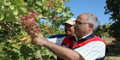 Elazığ’da 38 ton Antep fıstığı rekoltesi bekleniyor