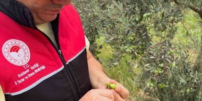 Burhaniye de zeytin bahçelerine hasat öncesi yoğun kontrol