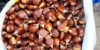 İnebolu’da kestane pazara indi: Kilogramı 400 liradan satılıyor