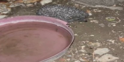 Bayburt’ta tavuklara bırakılan suya önce tilki şimdi de kirpi dadandı