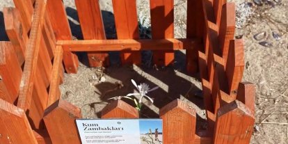 Ayvalık Badavut Sahili’nde kum zambaklarına ahşap kafesli koruma