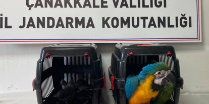 Nesli tehlikede olan egzotik kuşlara köprü gişelerinde el konuldu