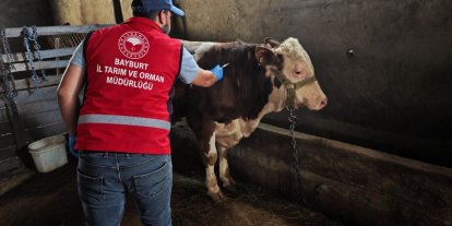 Bayburt’ta hayvanlara sonbahar dönemi aşı ve küpeleme çalışması yapılıyor