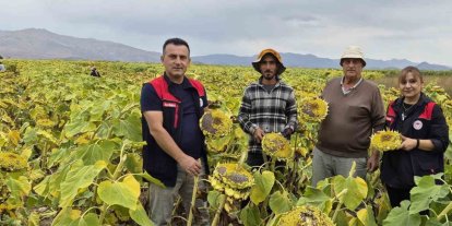 Aydıntepe’de ayçiçeği hasadı başladı