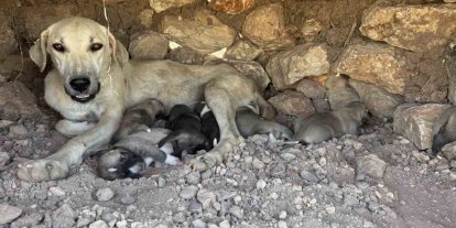 Kayaların arasında sıkışan yavru köpekleri duyarlı vatandaş kurtardı