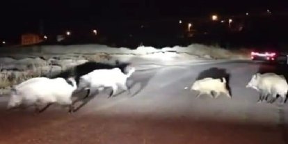 Domuzlara yol tarifi gülümsetti