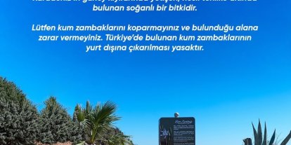 Didim Belediyesi Kum Zambağı’nı koruma altına aldı