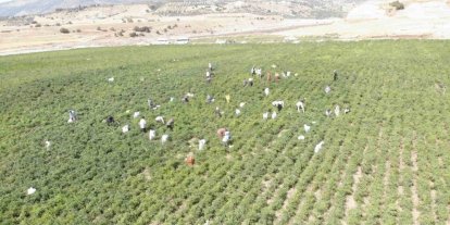 Coğrafi işaret tescilli Maraş biberinde hasat dönemi