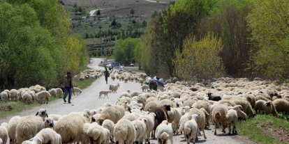 Erzincan’da yaylacılar, 5 aylık sezonun ardından dönüş yolculuğuna başladı