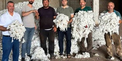 Araban Ovası’nda pamuk hasadı başladı