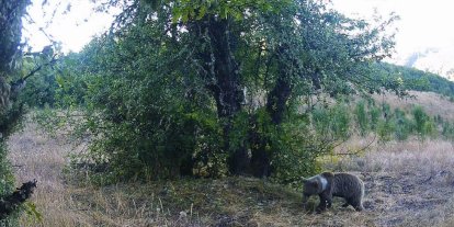 Kastamonu’da yaban hayatı fotokapanlarla görüntülendi