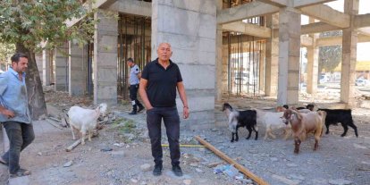 Başıboş gezen 9 keçiyi esnaf buldu, sahibi aranıyor
