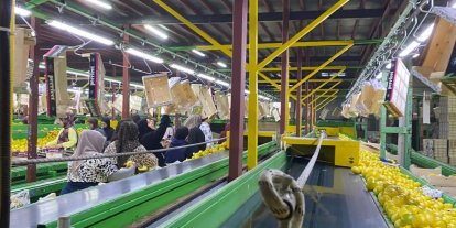 Yurt dışına satılan limonda pestisit kontrolleri sürüyor