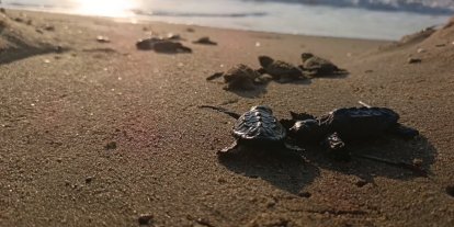 Sürpriz yuvadan 67 caretta caretta yavrusu çıktı