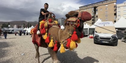 Yüksekova’ya getirilen develer ve midilli atları ilgi gördü