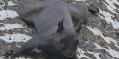Tunceli’de nadir görülen kara sincap görüntülendi