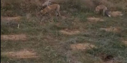 Kars’ta eski istasyonda beklenmedik buluşma! Arı kovanlarını taşırken 3 tilki geldi, vatandaş misafirlerini eliyle besledi