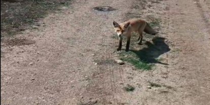 Bayburtlu vatandaşın ’Mazlum’ adını verdiği tilki peşinden ayrılmıyor