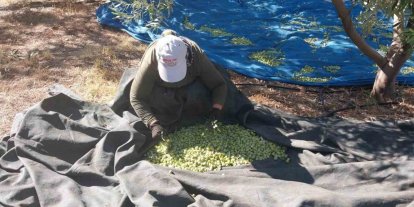 Mersin’de zeytin hasadı başladı: Bahçede 10 ile 60 TL arasında
