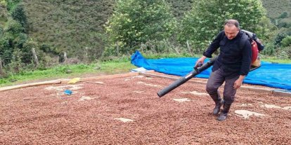 Fındık üreticisi, yağmur nedeniyle kurutamadığı ürününü üfleme körüğüyle kurutuyor