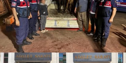 Jandarma çalınan 13 hayvanın izini sürdü: 3 büyükbaş sahibine teslim edildi