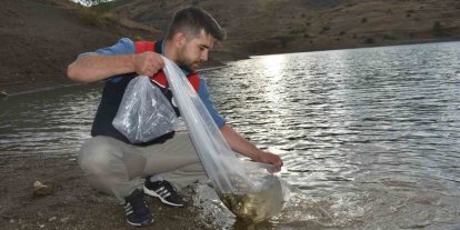 Bayburt’taki göletlere 150 bin sazan yavrusu bırakıldı