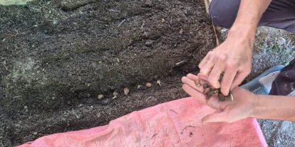Pazarlar’da salep üretim alanında ekim kontrolü