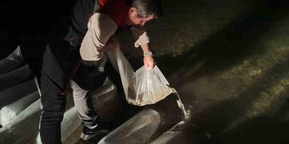 Erzurum’da iç sulara büyük dokunuş: 340 bin yavru sazan suyla buluştu