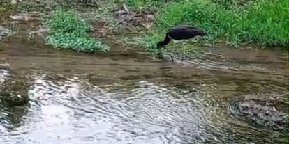Nadir görülen kara leylek, beslenirken görüntülendi