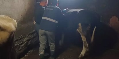 Yığılca’da büyükbaş hayvanlara şap ve bruselloz aşılaması yapıldı