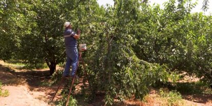 Su tarlaya ulaştı, Emirler’de kiraz üretimi arttı