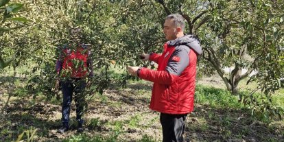 Köyceğiz, Ortaca ve Dalaman’da zirai don zararı tespit çalışmaları devam ediyor