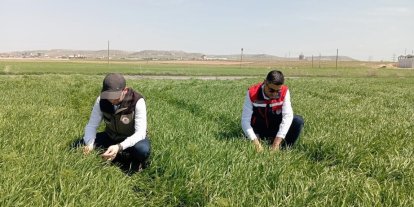 Hububat ekili alanlarda bitkisel hastalıklara karşı kontroller başladı