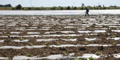 Karpuz üretiminin lideri Adana’da çiftçiler 10 lira fiyat bekliyor
