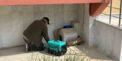 Yavruları ölü doğan anne kedi, koruma altına alındı