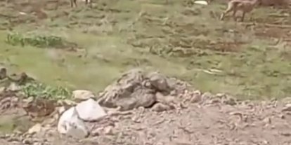 Elazığ’da dağ keçileri görüldü