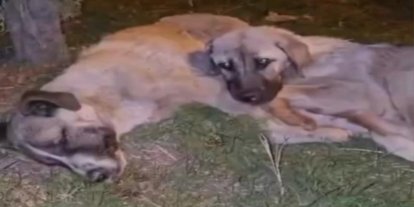 Annesi ölen yavru köpek sahipsiz kalmadı