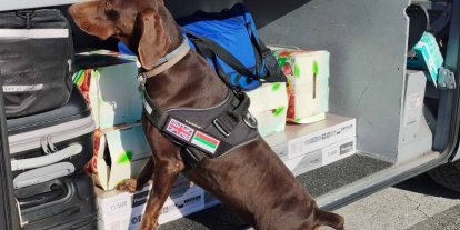 X-Ray kontrolü sırasında, beyan edilmemiş 351 bin 620 euro dedektör köpekten kaçamadı