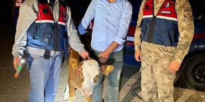 Çalınan 4 büyükbaş hayvan sahibine teslim edildi