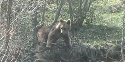 Otomobil kornasıyla ayının dikkatini çekmek istedi