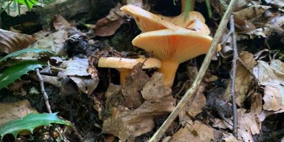 Mantar zehirlenmelerine dikkat