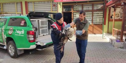 Karaman’da yaralı leylek koruma altına alındı