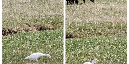 Nadir görülen sığır balıkçılı Diyadin’de