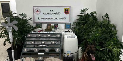 Yalova’da evinde uyuşturucu yetiştiren şüpheli tutuklandı
