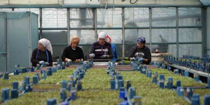 Erzincan seracılıkta hedefini büyütüyor