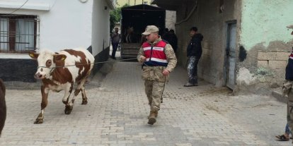 Arazide kaybolan hayvanları jandarma buldu